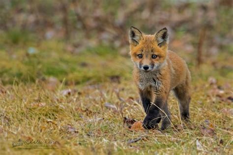 10 Adorable Names For Baby Foxes And Skunks