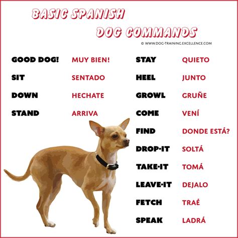 10 Essential Dog Commands In Spanish