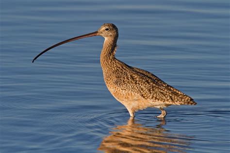 10 Iconic Long Legged Wading Birds You Need To Know