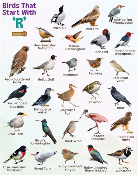 10 Incredible Birds That Start With I