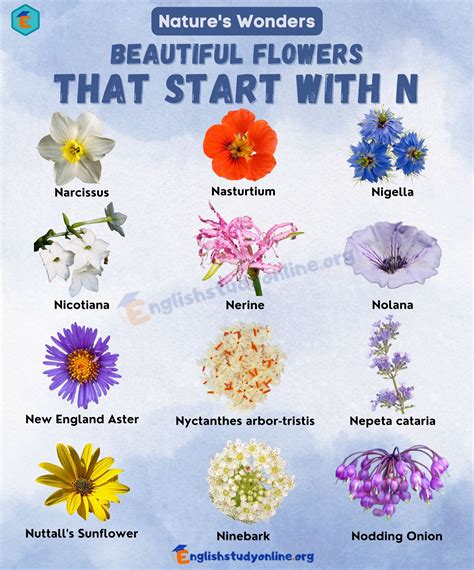 10 Nice Flowers That Start With N