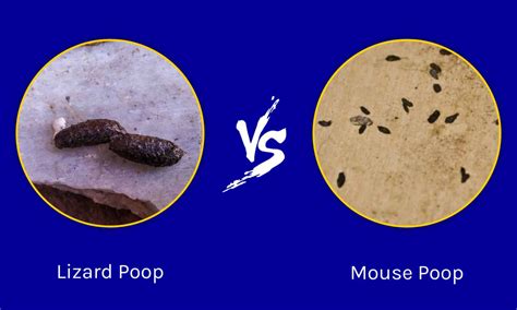 10 Signs To Identify Mouse Droppings