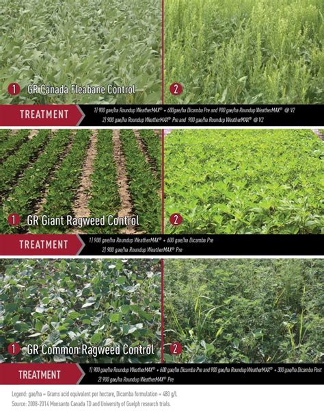 2,4-D Herbicide Application Rate: A Comprehensive Guide