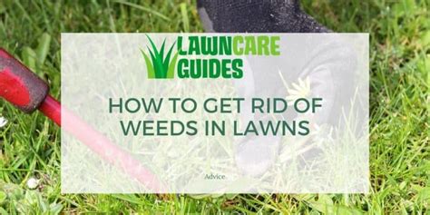 2 4-D Application Rate For Lawns