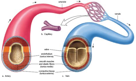 3 Key Facts About Arteries