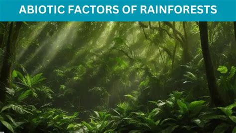 5 Abiotic Factors Shaping Rainforests