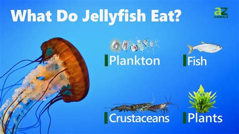 5 Animals That Eat Jellyfish