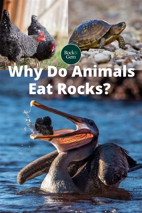 5 Animals That Eat Rocks