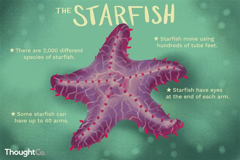 5 Cool Facts About Jellyfish And Starfish Combined