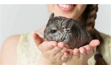 5 Costs Of Owning A Chinchilla