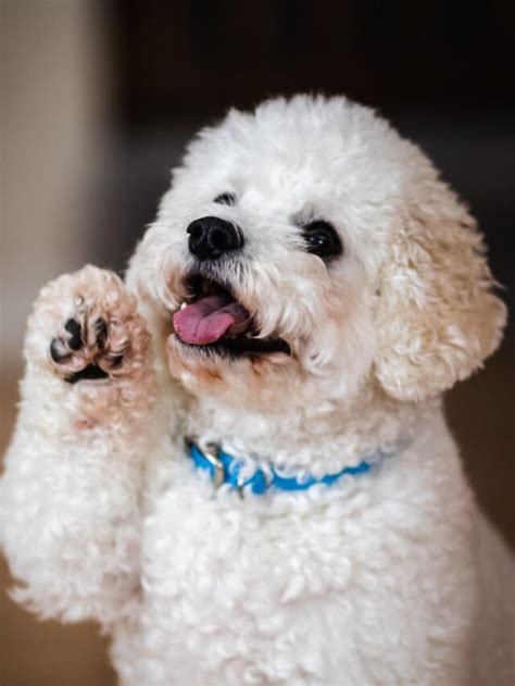 5 Costs Of Owning A Poodle Dog