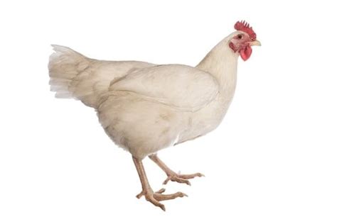 5 Essential Facts About Rhode Island White Chicken