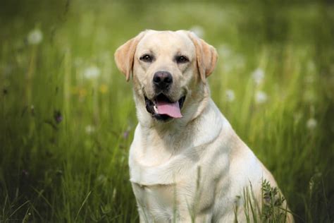 5 Factors Affecting Labrador Retriever Life Expectancy