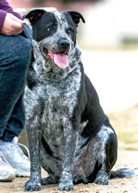 5 Facts About Blue Heeler Pit Mix Dogs