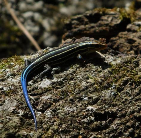 5 Facts About Blue Tailed Skink Poison