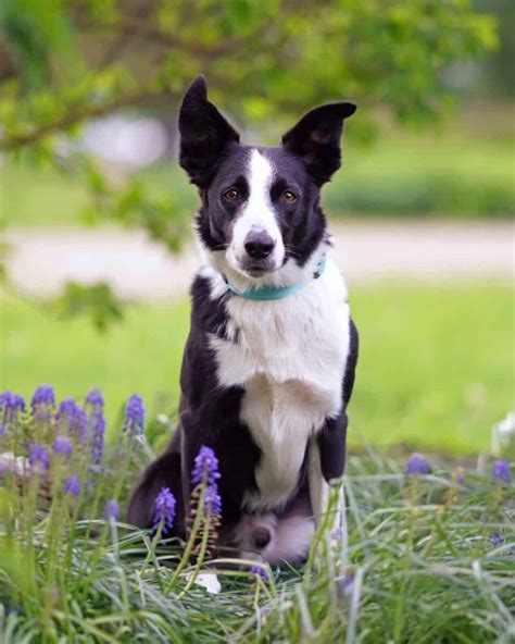 5 Facts About Border Collie Short Hair