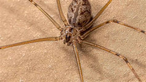 5 Facts About Brown Striped Legs Spider