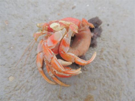 5 Facts About Hermit Crabs Without Shells