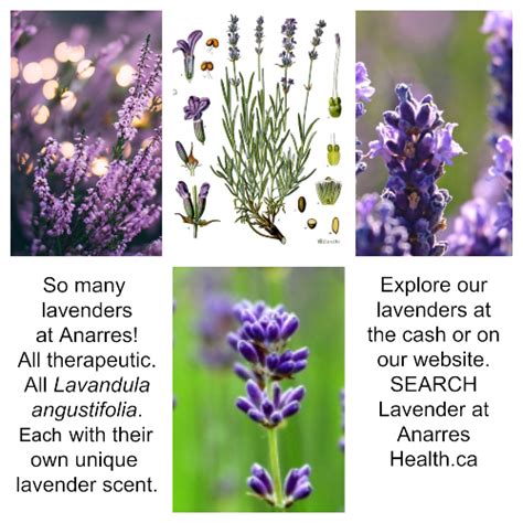 5 Facts About Lavender In Matilda