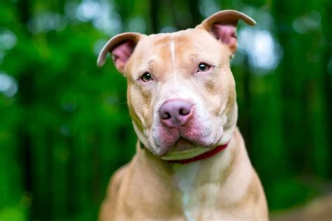 5 Facts About Pitbull Shar Pei Mix