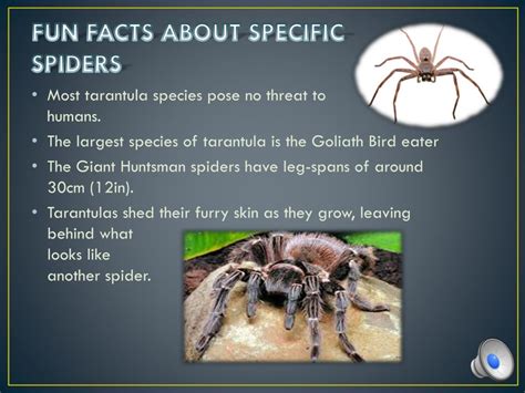 5 Facts About Spider With White Butt