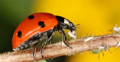 5 Facts: Are Orange Ladybugs Poisonous