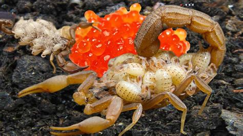 5 Facts: Do Scorpions Lay Eggs