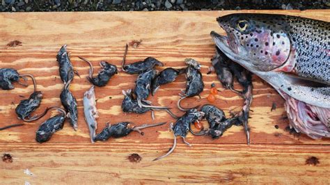 5 Foods Shrews Love To Eat