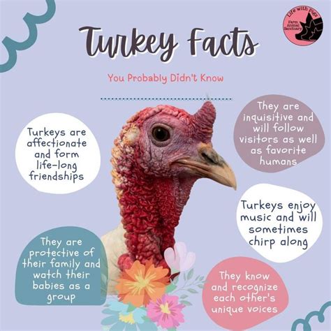 5 Fun Facts About A Flock Of Turkeys