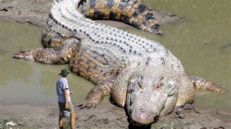 5 Largest Alligators In The World