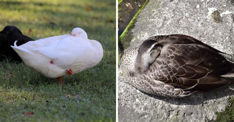 5 Places Where Ducks Sleep