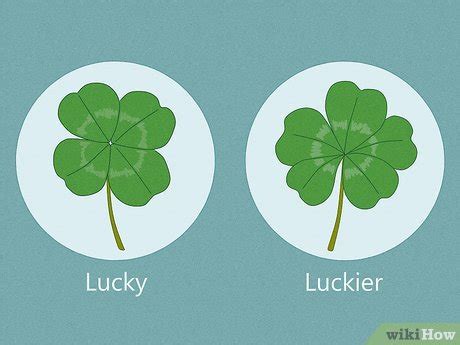 5 Rare Meanings Of The 5 Leaf Clover Symbol