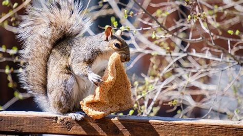 5 Reasons Squirrels Shouldnt Eat Bread