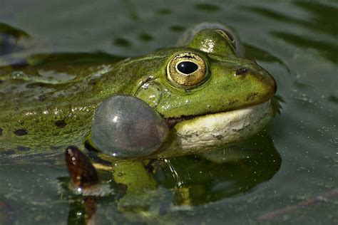 5 Reasons Why Frogs Croak