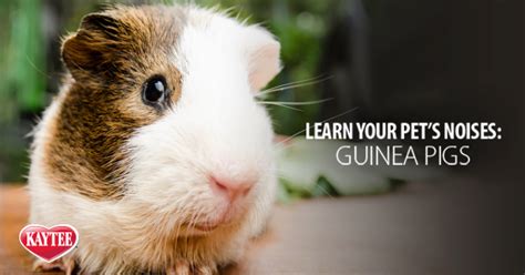 5 Reasons Why Guinea Pigs Can Be Loud