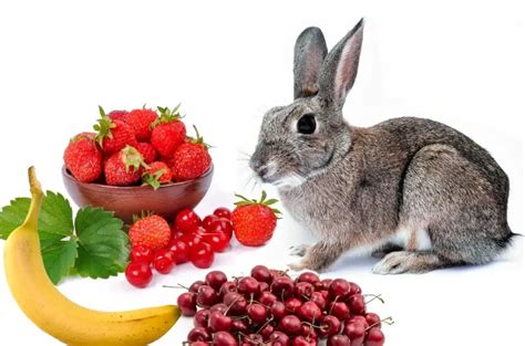 5 Safe Fruits For Your Bunny To Eat