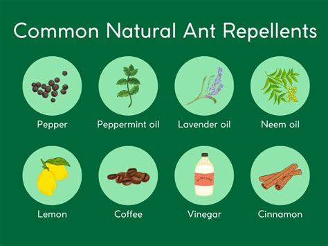 5 Smells That Repel Ants Naturally