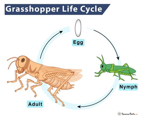 5 Stages Of A Grasshoppers Life Cycle