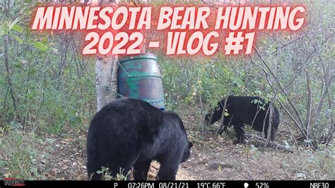 5 Steps To Apply For Minnesota Bear Lottery