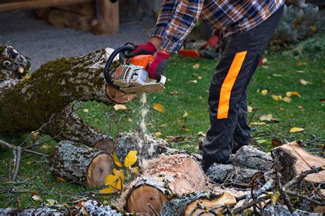 5 Steps To Get Tree Cutting Permission