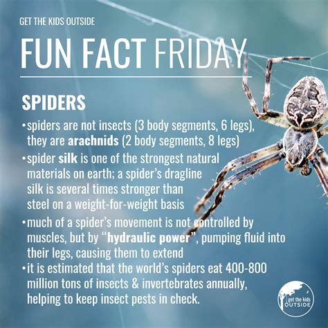 5 Surprising Facts About Spider Bones