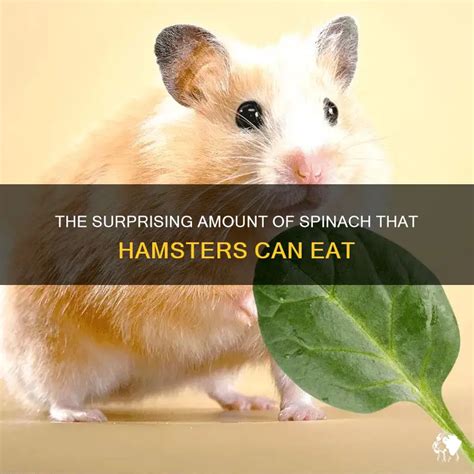 5 Surprising Foods Hamsters Can Eat