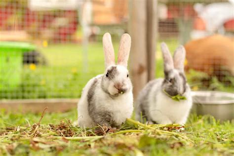 5 Surprising Truths About Rabbits Eating Grass