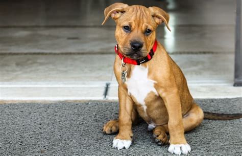 5 Things To Know About Boxer Pitbull Mix Dogs