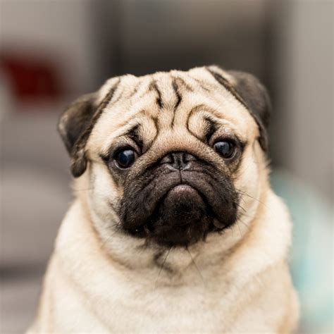 5 Things To Know About Pug Shedding