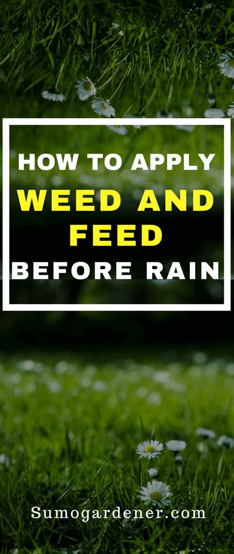 5 Tips For Applying Weed And Feed In The Rain