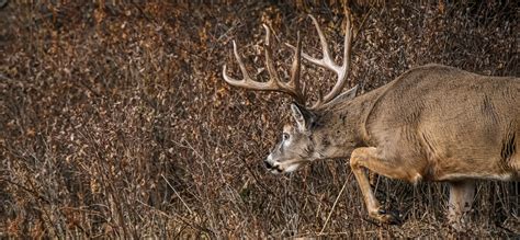 5 Tips For Kansas Deer Application Success