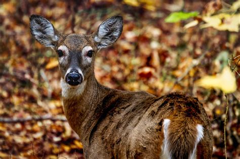 5 Tips For Maine Any Deer Permit Application Success