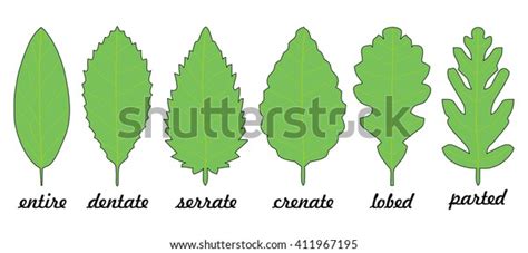 5 Types Of Leaf Margins And Serrations Explained