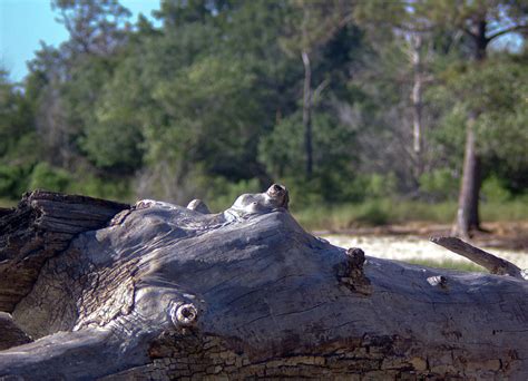 5 Unusual Uses For A Bump On A Log